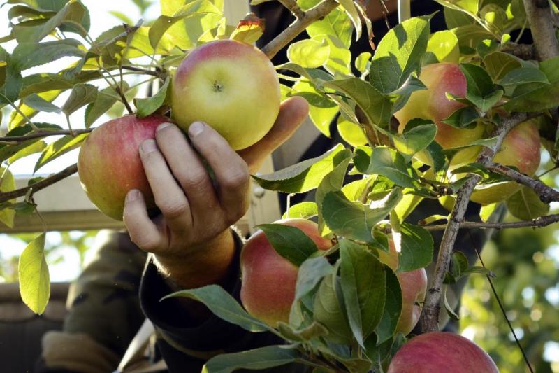 Bayfield Apple Festival Back For 57th Year Wisconsin Public Radio
